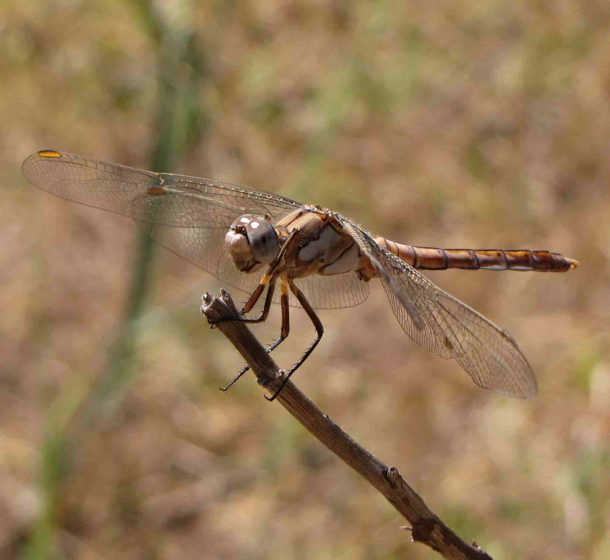 sympetrum? - Orthetrum brunneum (maschio imm.)